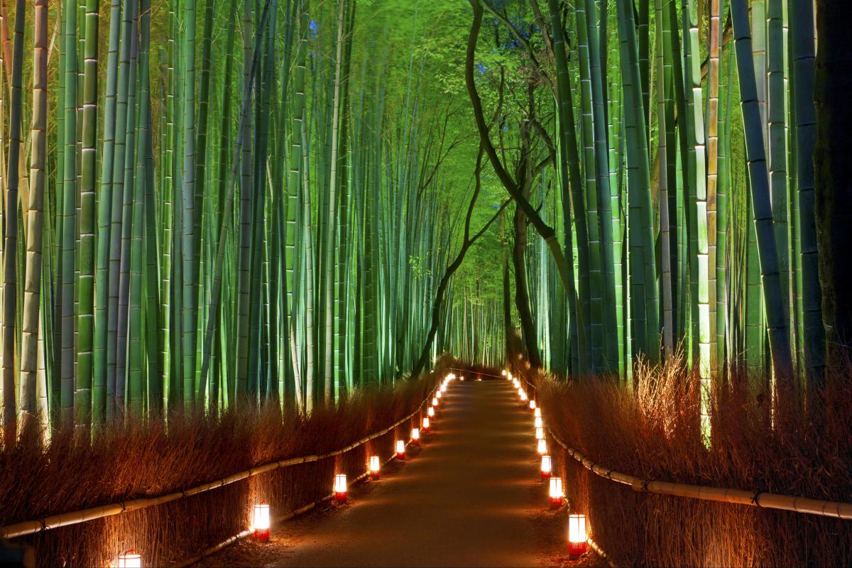 bamboo-forest-japan