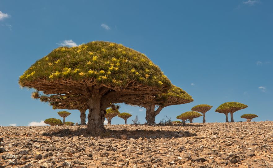 Dixam plateau, Socotra Island, Yemen