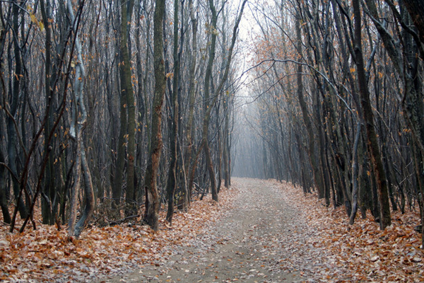 Hoia-Baciu-Forest-Romania