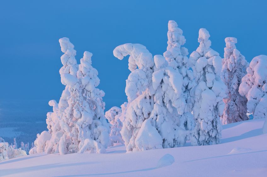 Snow covered trees at sunset Finnish Lapland