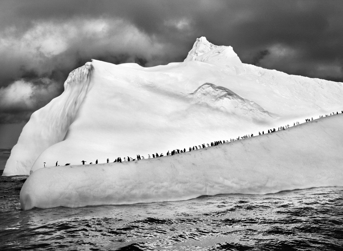 Chinstrap penguins line up along an iceberg as it floats among the South Sandwich Islands in the far South Atlantic. (Photo by Sebastião Salgado/Amazonas/Contact Press Images)