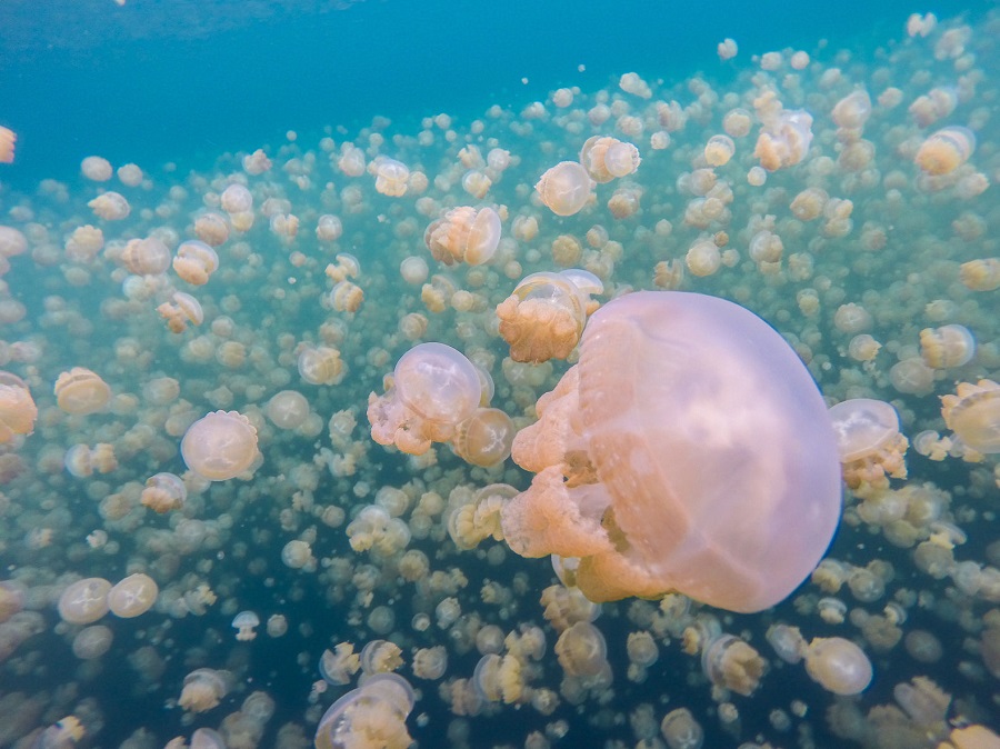 WS_2016_Palau_jellyfish2