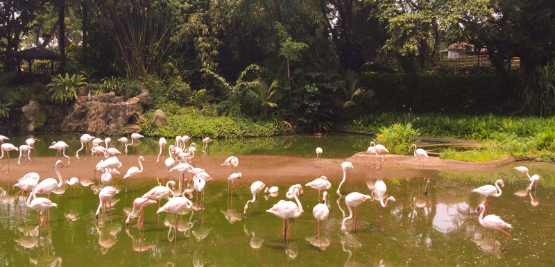 not so pink flamingos
