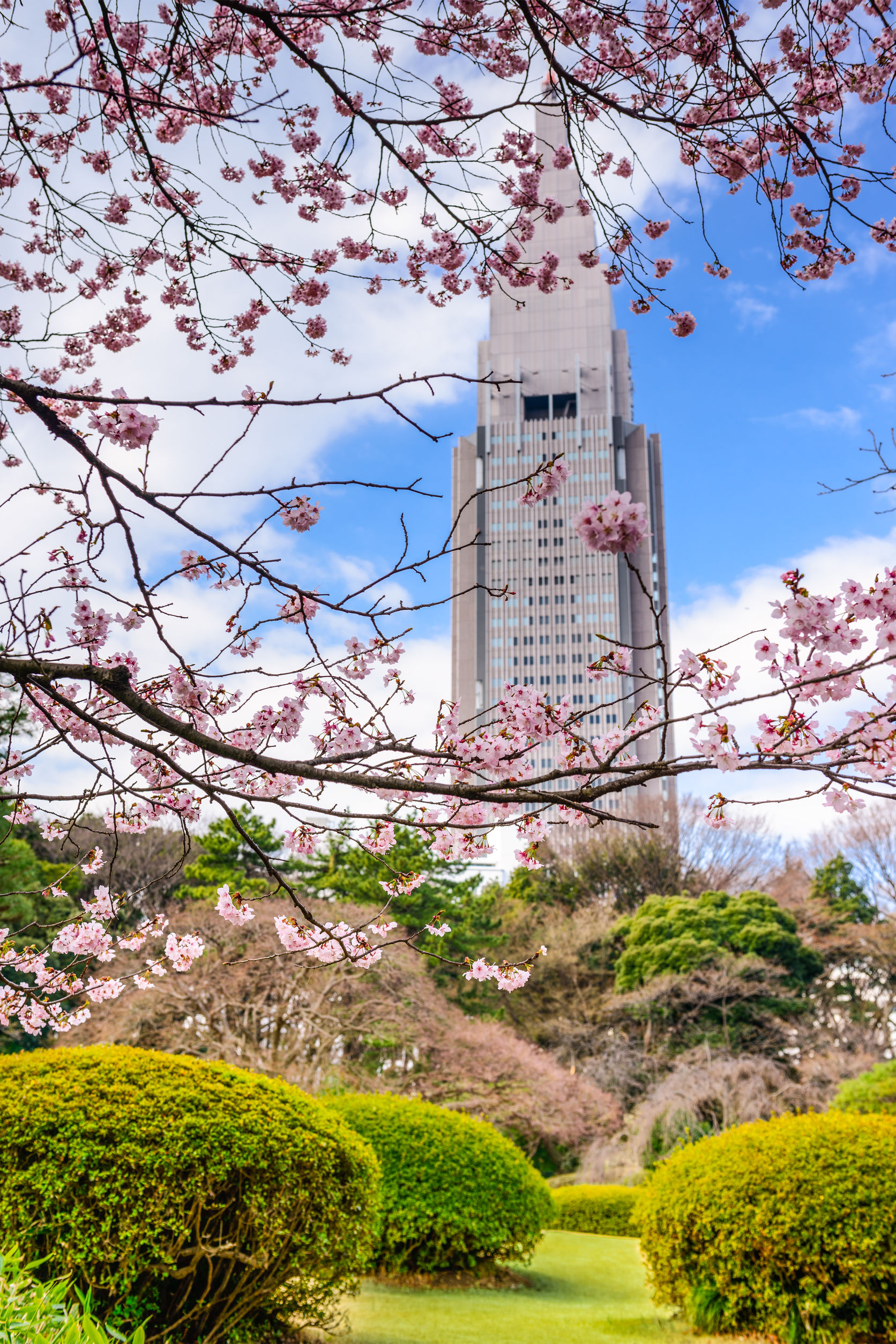 cherry-blossoms-japan 3