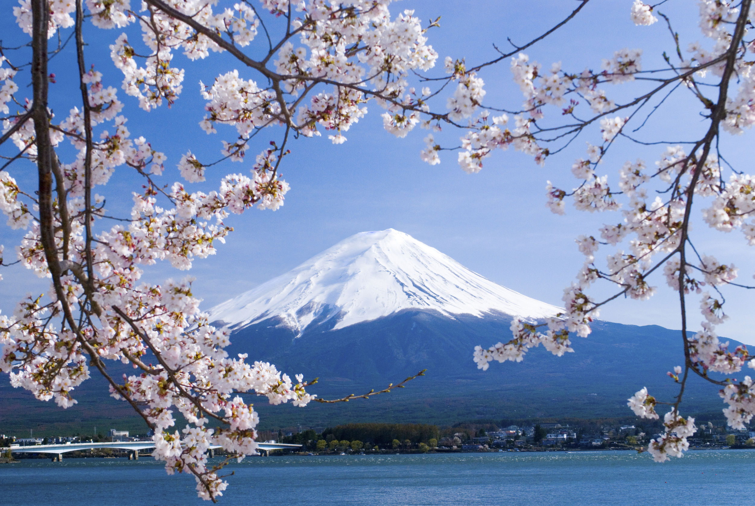 cherry-blossoms-japan 4