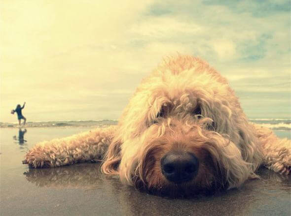 bummed-dog-at-beach