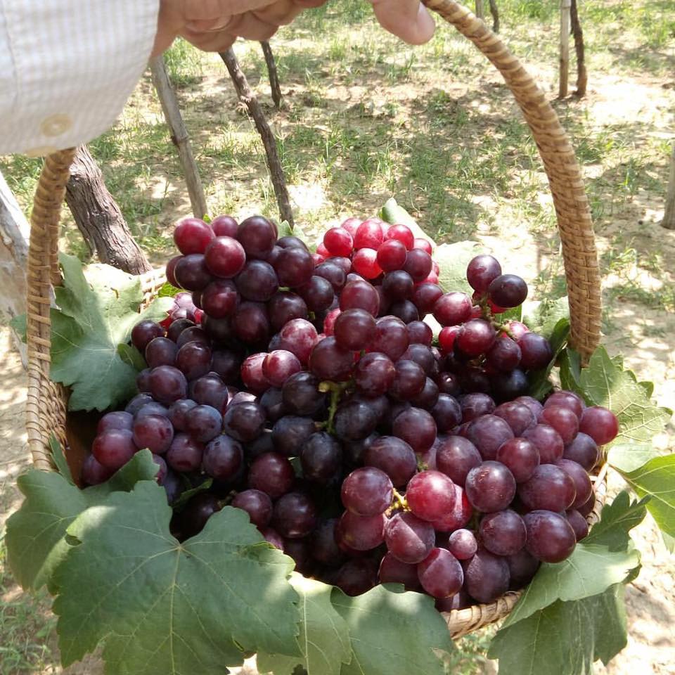 la union grapes