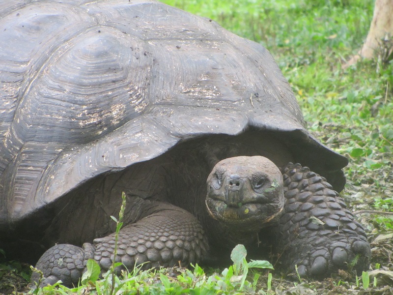 giant-tortoises