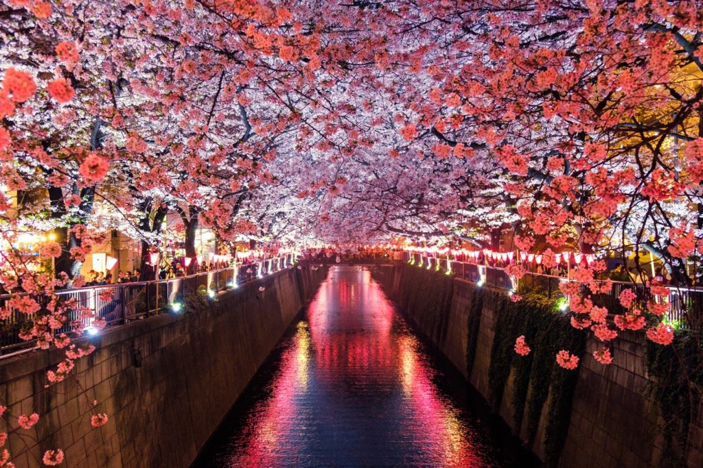 Japan’s 2019 Cherry Blossom Forecast Has Just Been Announced!