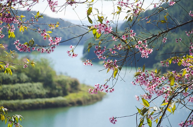 visa-free cherry blossom