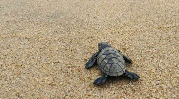 Endangered Turtles Beaches 2