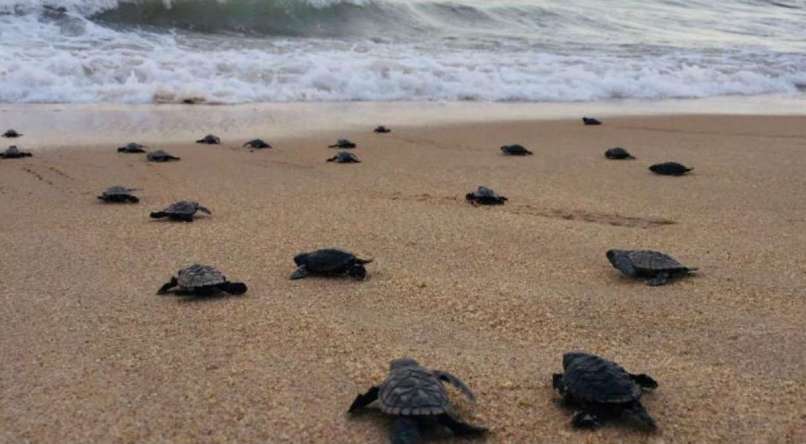 Endangered Turtles Beaches