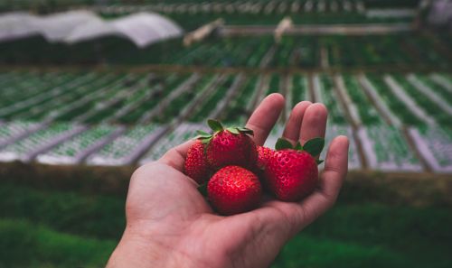 Baguio strawberries