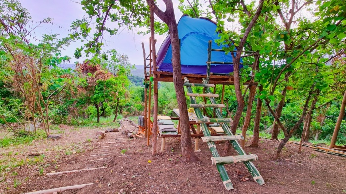 tent Bamboo Hill Nature