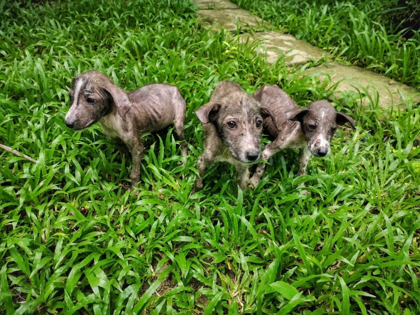 Puppy Puddle