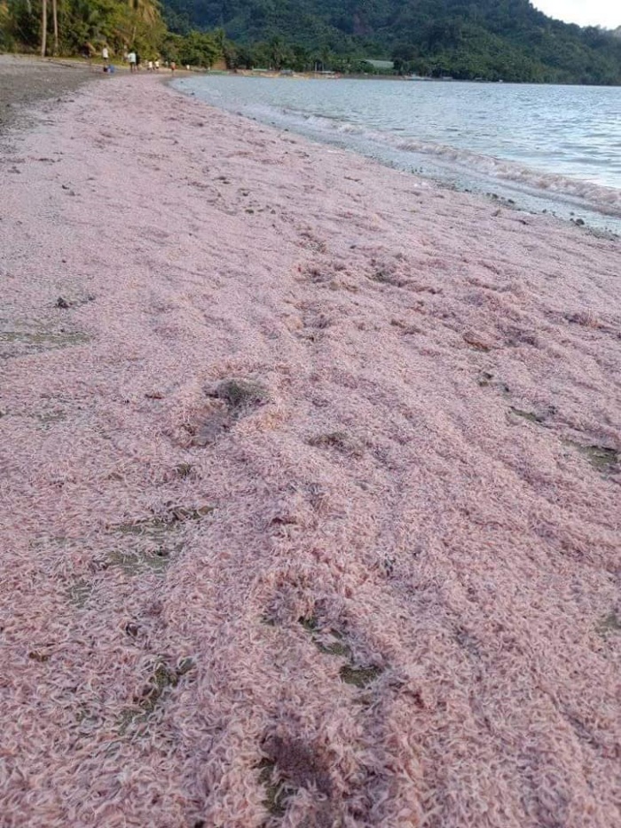 Alamang pink beach