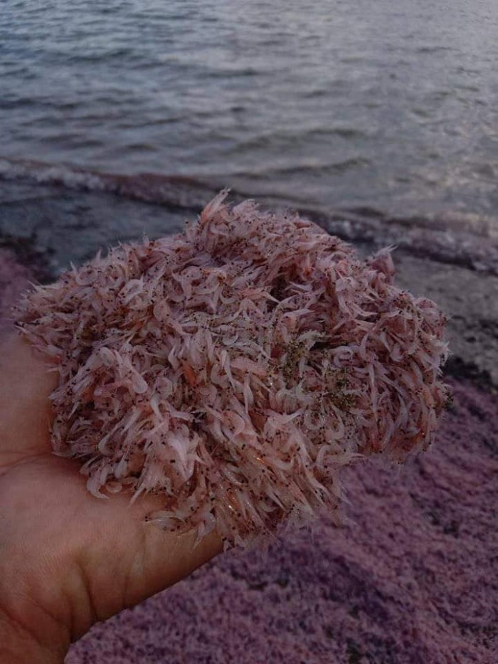 alamang pink beach