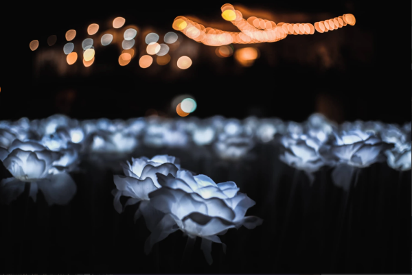 5000 LED Roses Closeup Shot