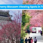 cherry blossom in taiwan