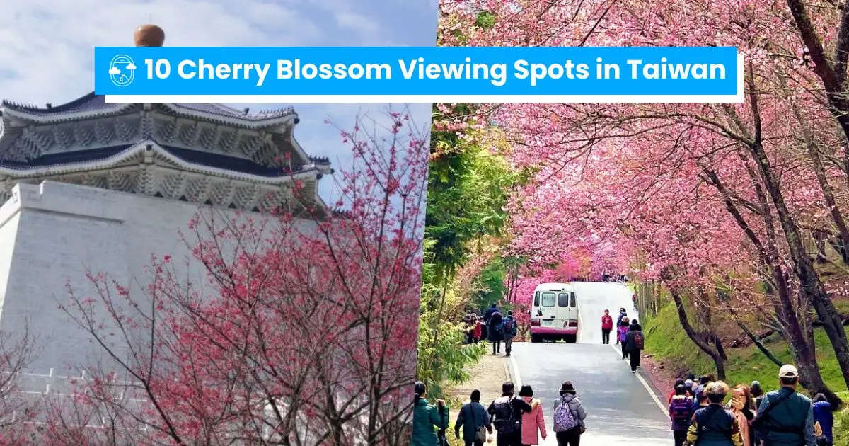 cherry blossom in taiwan