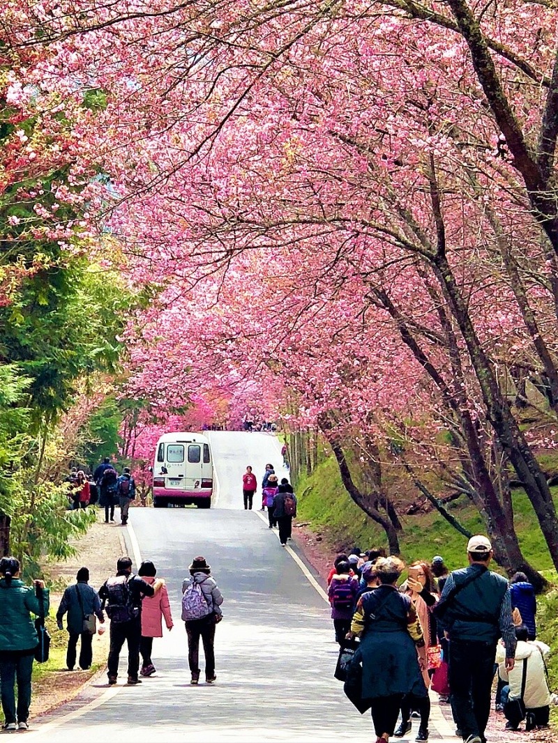 cherry blossom in taiwan