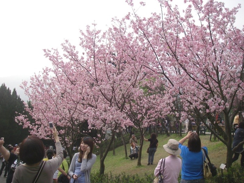 cherry blossom in taiwan